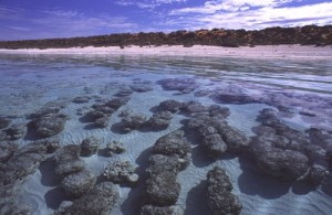 This is a picture of the popular stromatolites in the Shark Bay waters.