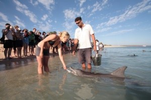 Here is a tourist feeding a dolphin in the shore of Shark Bay, one of the many activities available on the site. 