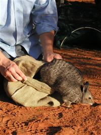 The picture is demonstrating the efforts being made for Project Eden, reintroducing the native animals, in this care the Banded hare-wallaby.