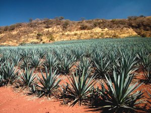 There is a large landscape used for growing agave plants. 