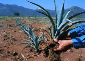 Here we can see a blue agave plant. 
